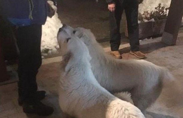 Ζωντανά τα δυο σκυλάκια του ξενοδοχείου που έθαψε το χιόνι στην Ιταλία