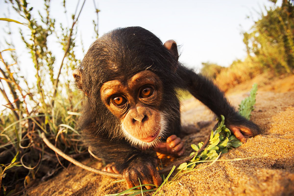 Tο χρυσοφόρο λαθρεμπόριο μωρών χιμπατζήδων που τους οδηγεί σε εξαφάνιση