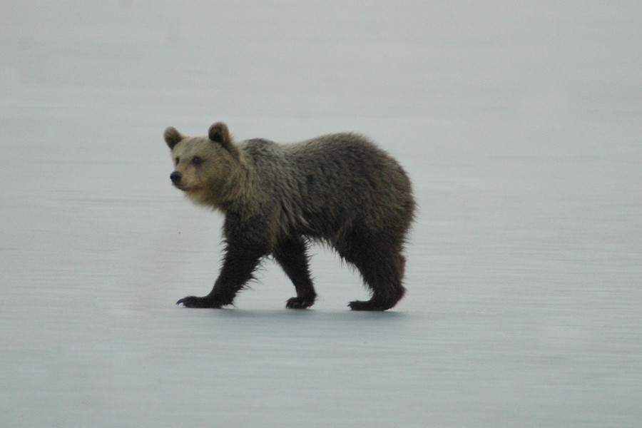 Αρκουδάκι σουλατσάριζε ώρες στην παγωμένη λίμνη της Καστοριάς [ΒΙΝΤΕΟ]
