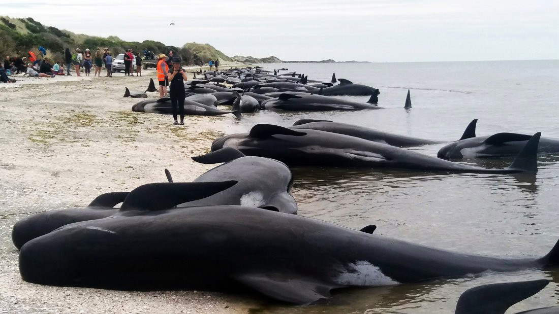 Πάνω από 400 φάλαινες βγήκαν σε ακτή της Νέας Ζηλανδίας [Βίντεο]
