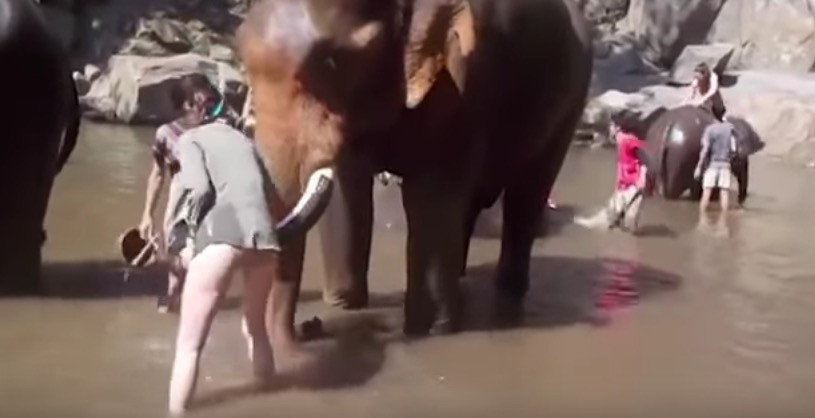 Ελέφαντας πετάει στον αέρα τουρίστρια που προσπάθησε να τον πλύνει [ΒΙΝΤΕΟ]