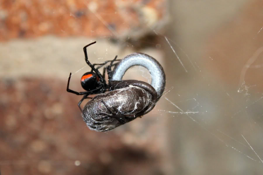 Αυστραλία: Δηλητηριώδης αράχνη σκοτώνει φίδι με ένα τσίμπημα! [ΒΙΝΤΕΟ]