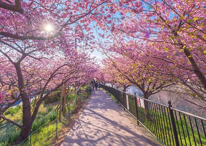 Η άνοιξη έφτασε στην Ιαπωνία με τις ανθισμένες κερασιές [ΒΙΝΤΕΟ]