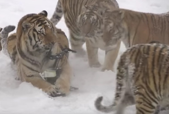 Τίγρεις της Σιβηρίας τα βάζουν με drone! [ΒΙΝΤΕΟ]