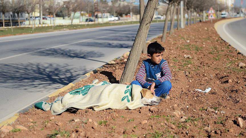 Προσφυγόπουλο φροντίζει τραυματισμένο αδέσποτο – Του δίνει την κουβέρτα του