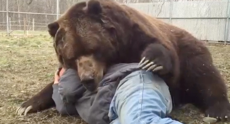 Θα αγκαλιάζατε μια αρκούδα; [ΒΙΝΤΕΟ]