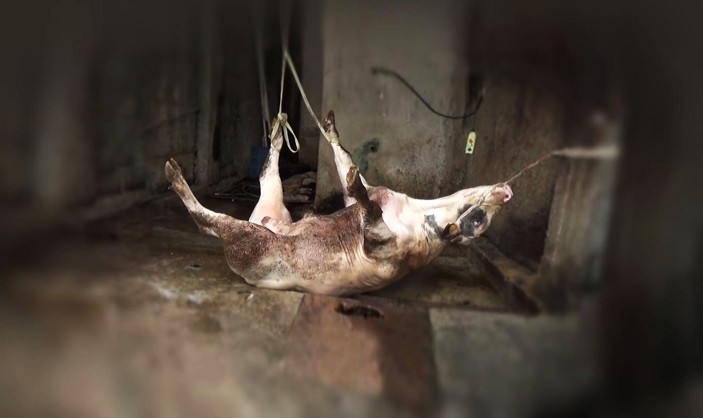 Βασανισμοί και ηλεκτροσόκ – Η σκληρή πραγματικότητα της βιομηχανίας κρέατος