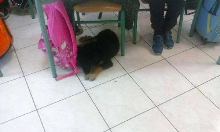 Μαθητές πήραν στην τάξη τους το σκυλάκι που βρήκαν παρατημένο!