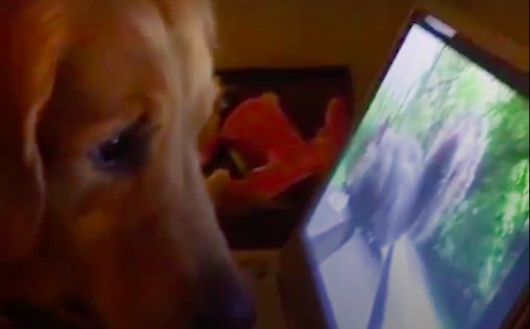 Ο σκύλος που τρελαίνεται να βλέπει σειρές στο NetFlix [ΒΙΝΤΕΟ]