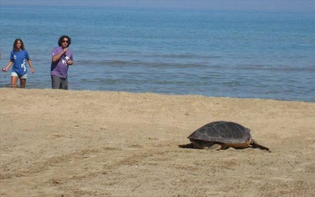 Αποκεφάλισαν 10 θαλάσσιες χελώνες στη Νάξο