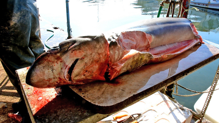 Έπιασαν καρχαρία 120 κιλών στη Νέα Κίο [ΦΩΤΟ]