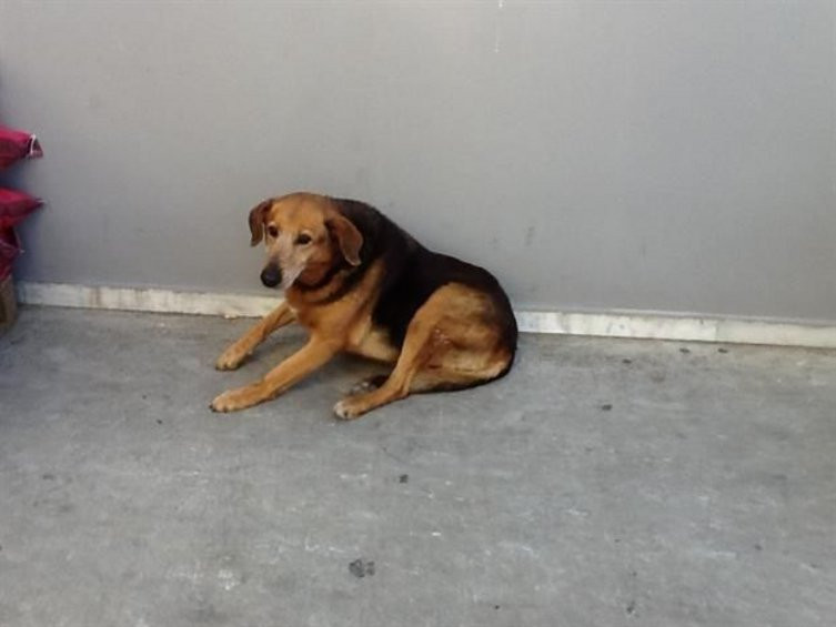 Ο «Χάτσικο» της Κρήτης: Ο σκύλος που περιμένει 7 χρόνια το αφεντικό του [ΒΙΝΤΕΟ]