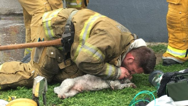 Πυροσβέστης σώζει κουτάβι με το «φιλί της ζωής»