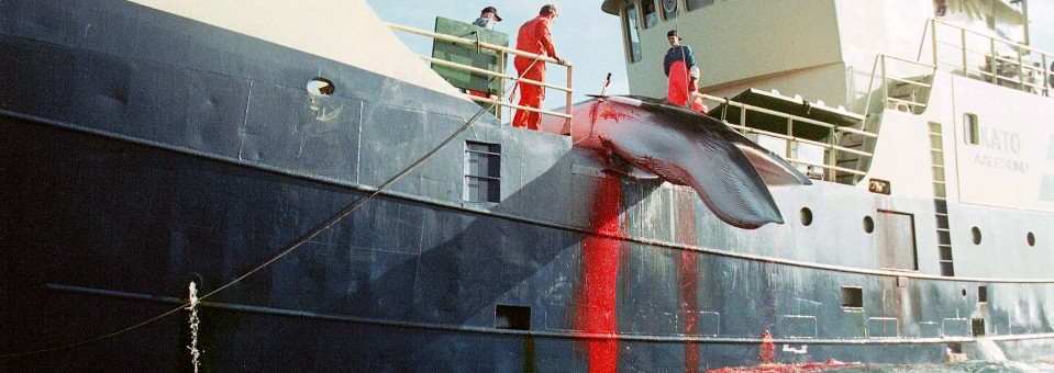 Ξεκινά στη Νορβηγία η σφαγή εκατοντάδων εγκύων φαλαινών για τα…καλλυντικά μας