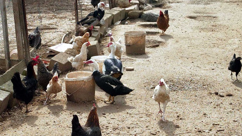 Κρούσματα Γρίπης των Πτηνών στην Κοζάνη
