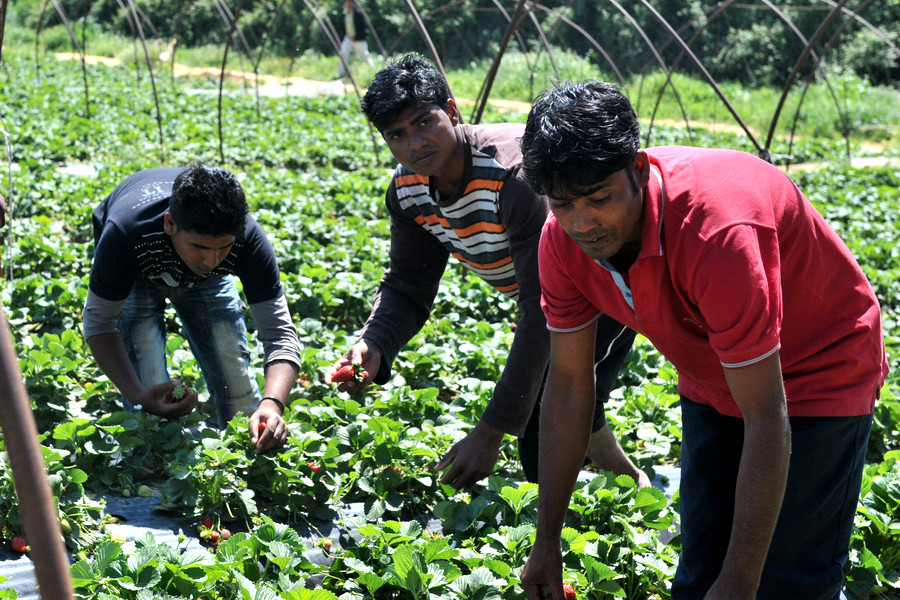 Δικαίωση των εργατών γης στις «ματωμένες φράουλες» της Μανωλάδας