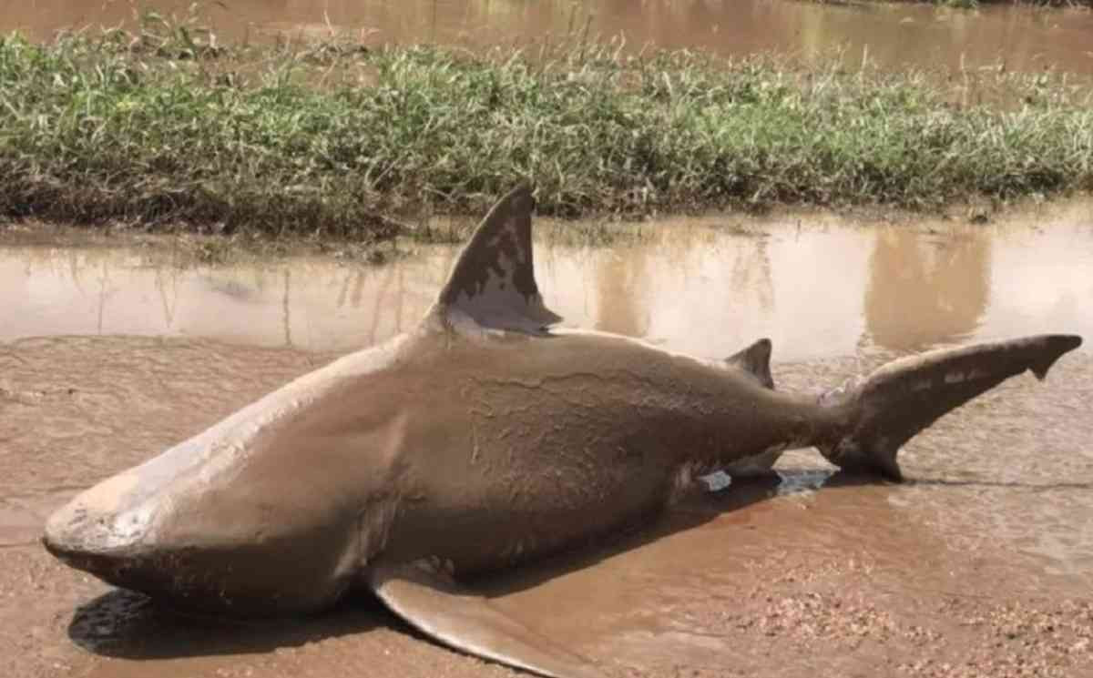 Αυστραλία: Ο τυφώνας έβγαλε τους καρχαρίες στο… δρόμο! [ΦΩΤΟ]
