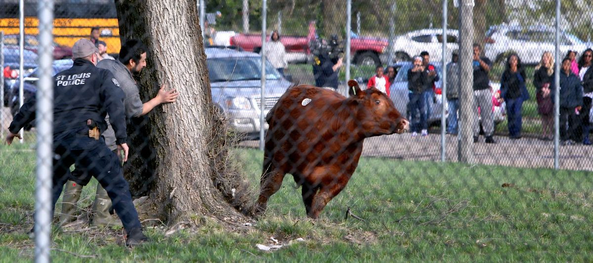 ΗΠΑ: Αγελάδες έσπασαν τα κάγκελα σφαγείου και το έσκασαν! [ΦΩΤΟ+ΒΙΝΤΕΟ]
