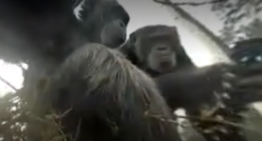 Χιμπατζήδες έκλεψαν κάμερα και έβγαζαν selfies! [ΒΙΝΤΕΟ]