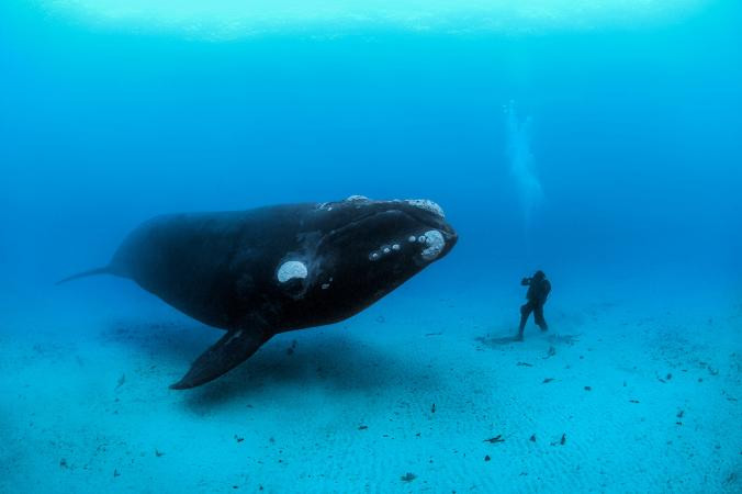 Οι φάλαινες σε έναν αφιλόξενο ανθρώπινο κόσμο [ΦΩΤΟ]