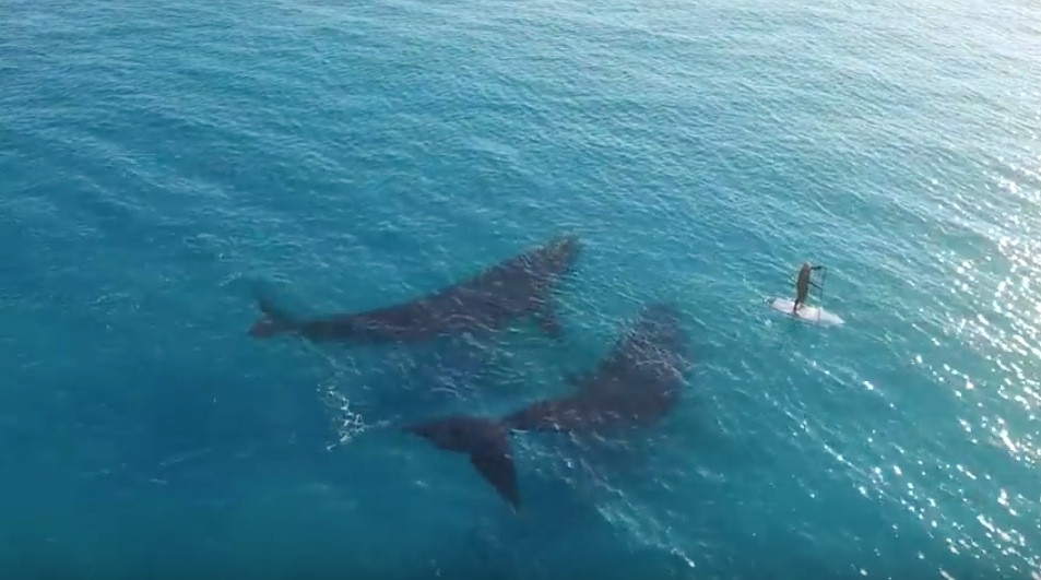Αυστραλία: Κάνοντας κανό με τις φάλαινες! [ΒΙΝΤΕΟ]