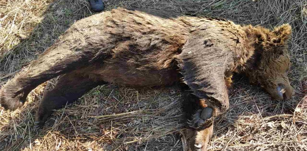 Ακόμη μια νεκρή αρκούδα στη Φλώρινα – Τη δηλητηρίασαν