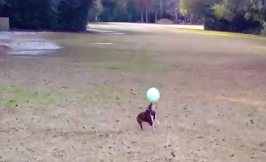 Σκύλος παίζει μπάλα καλύτερα από τους περισσότερους από εμάς [ΒΙΝΤΕΟ]