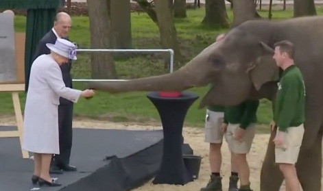 Ελέφαντας… κλέβει μπανάνα από τα χέρια της Βασίλισσας! [ΒΙΝΤΕΟ]