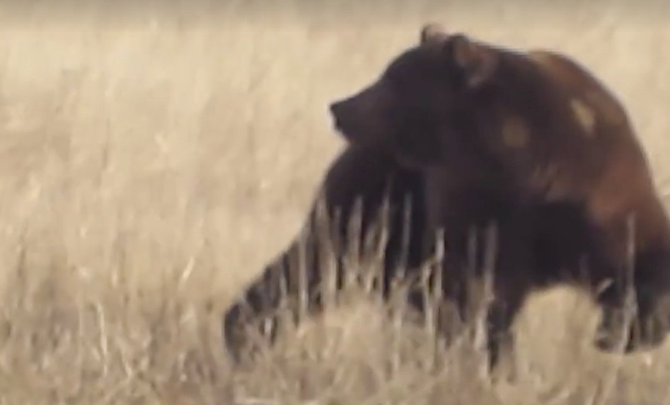 Αρκούδες φεύγουν από το τσιμεντένιο κλουβί τους και βρίσκουν το πραγματικό τους σπίτι! [ΒΙΝΤΕΟ]