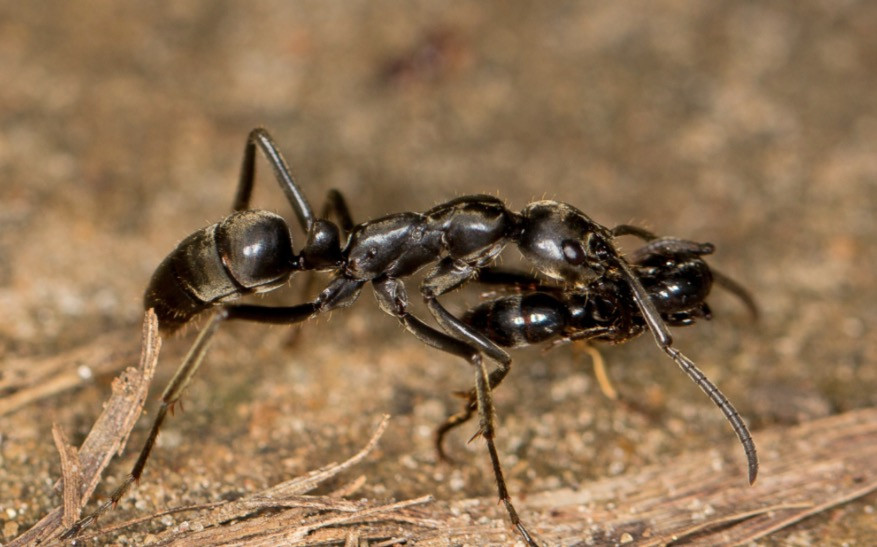 Μυρμήγκια μεταφέρουν μετά τη μάχη τους τραυματισμένους «στρατιώτες» τους πίσω στη βάση [ΒΙΝΤΕΟ]