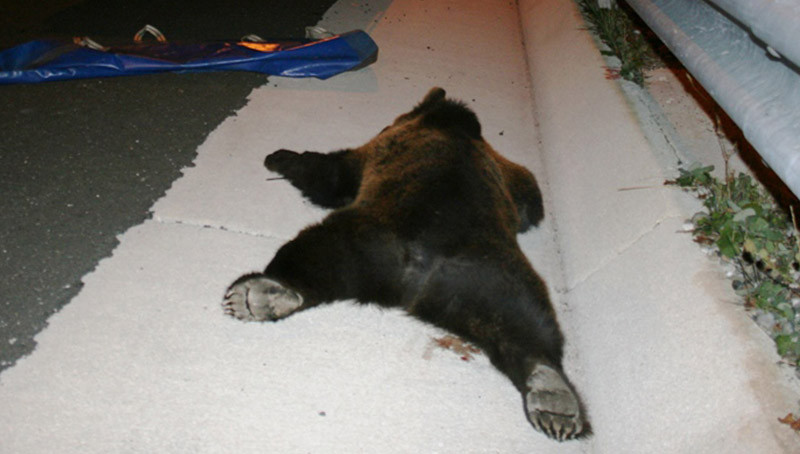 Νέο τροχαίο με θύμα μια αρκούδα στην Καστοριά