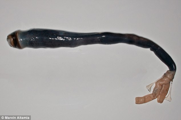 Φιλιππίνες: Βρήκαν το μεγαλύτερο σκουλήκι του κόσμου [ΒΙΝΤΕΟ]