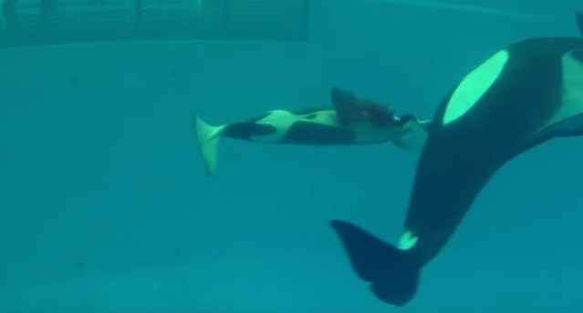 ΒΙΝΤΕΟ: Μια φάλαινα όρκα γεννάει το μωρό της