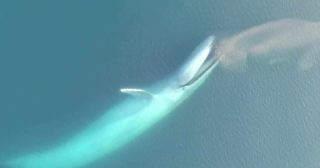 Πως οι γαλάζιες φάλαινες κατασπαράζουν το ζωοπλαγκτόν [ΒΙΝΤΕΟ]