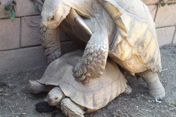 Δυο χελώνες ξεσήκωσαν ζωολογικό κήπο… ερωτοτροπώντας! [ΒΙΝΤΕΟ]