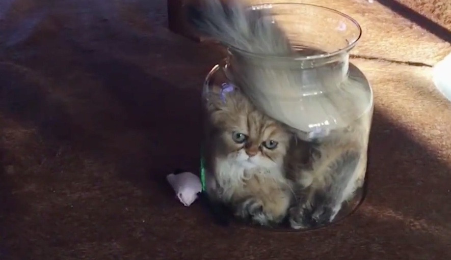 Αυτό το γατί επιμένει να χωρέσει μέσα σε ένα βάζο! [ΒΙΝΤΕΟ]