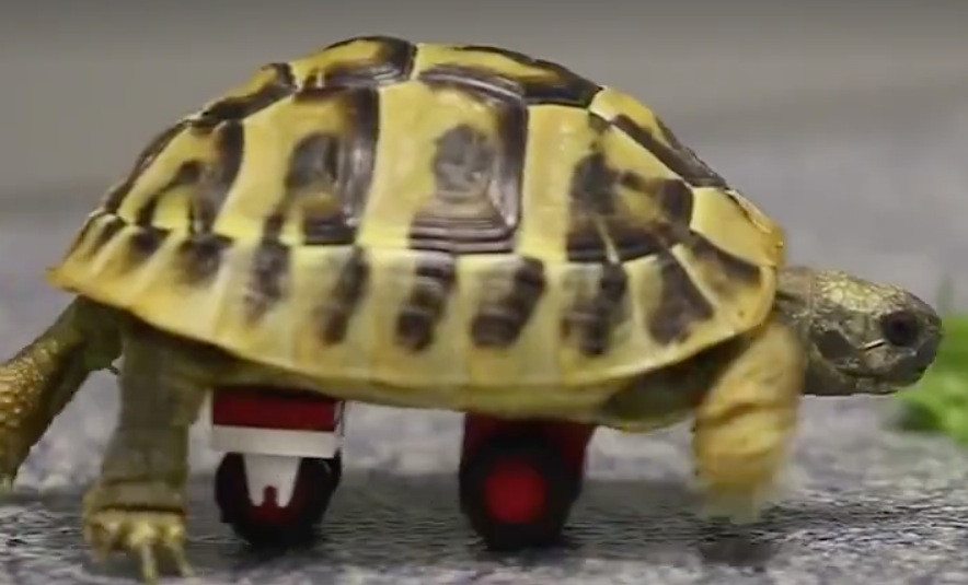 Φτιάχνοντας από lego ένα αναπηρικό αμαξίδιο για μια χελώνα [ΒΙΝΤΕΟ]