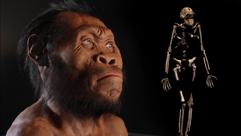 Homo naledi: Ο μυστηριώδης συγγενής που αλλάζει τα δεδομένα της εξέλιξης