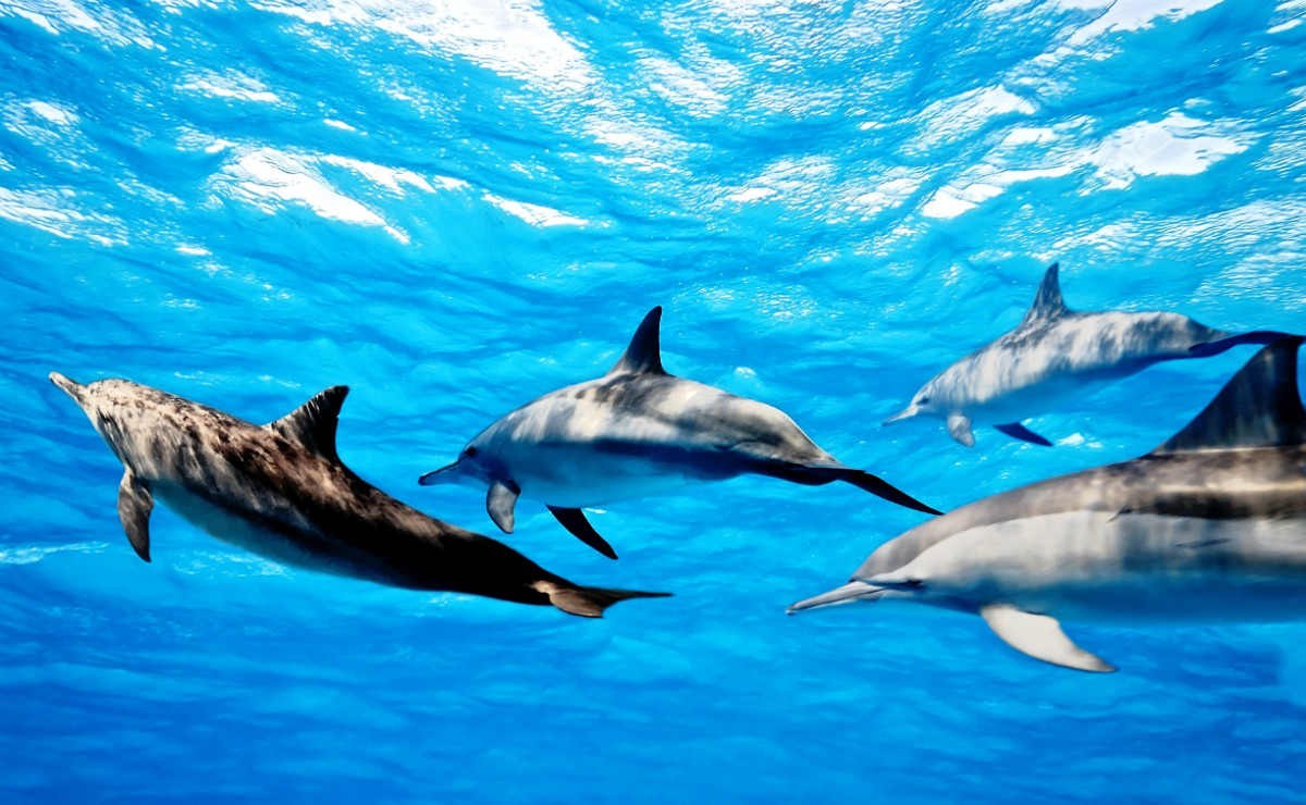 Η γλώσσα των δελφινιών και πώς συνδέεται με την αναζήτηση εξωγήινης ζωής