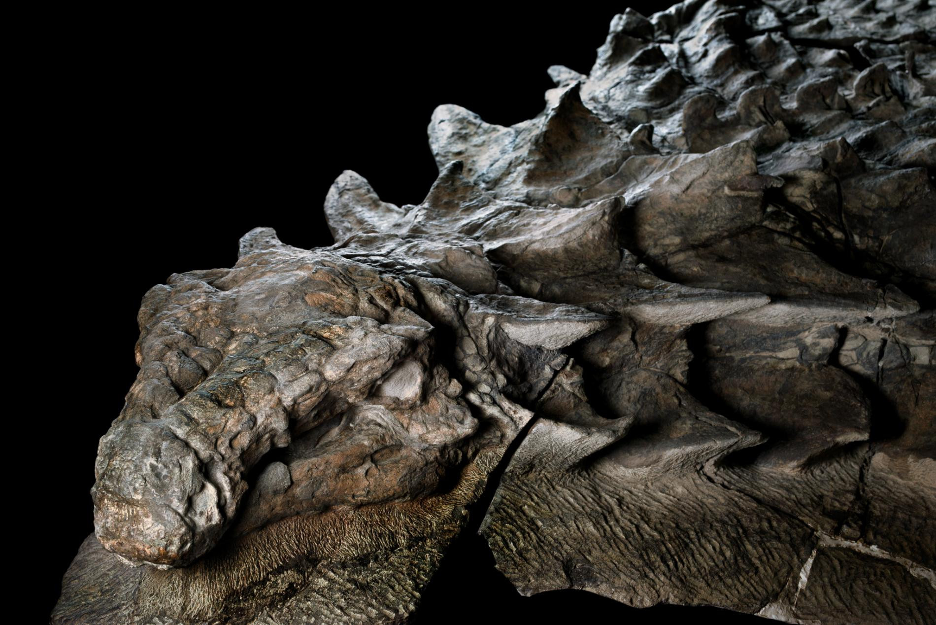 Βρήκαν σχεδόν… ζωντανό δεινόσαυρο 110 εκατομμυρίων ετών [ΦΩΤΟ+ΒΙΝΤΕΟ]