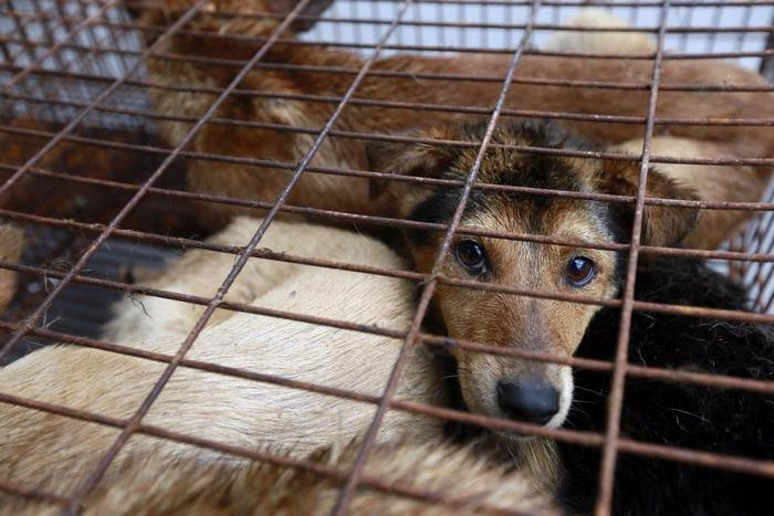 Κίνα: To κρέας σκύλων απαγορεύτηκε από το φεστιβάλ Yulin
