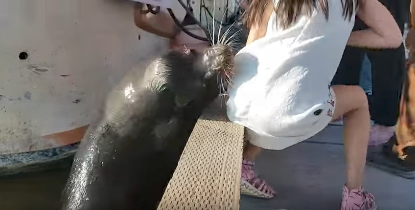 Θαλάσσιο λιοντάρι αρπάζει κοριτσάκι από αποβάθρα [ΒΙΝΤΕΟ]