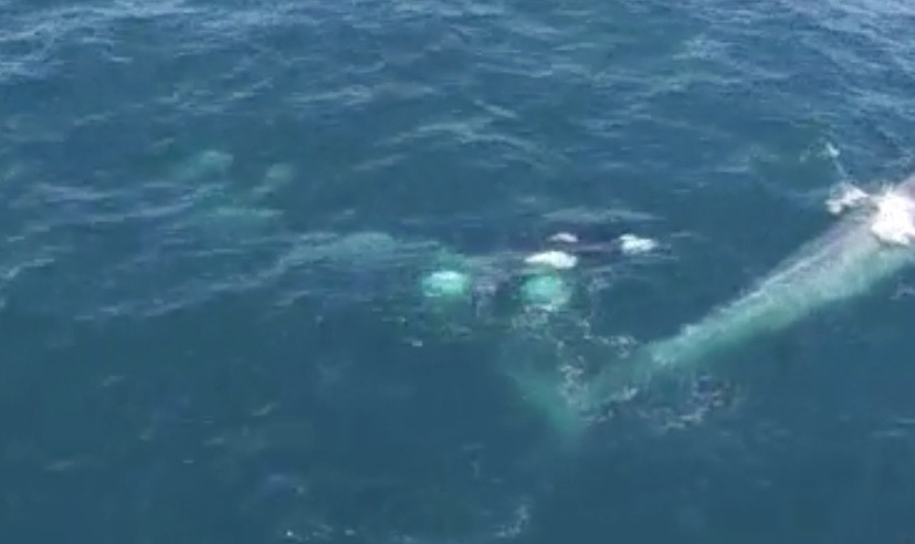 Σπάνιο φαινόμενο: Όρκες επιτίθενται σε μια μπλε φάλαινα [ΒΙΝΤΕΟ]