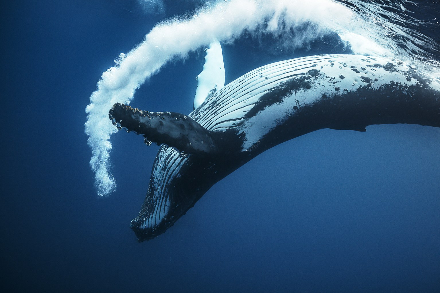 Οι μεγάπτερες φάλαινες είναι οι υπερήρωες του βυθού! [ΒΙΝΤΕΟ]