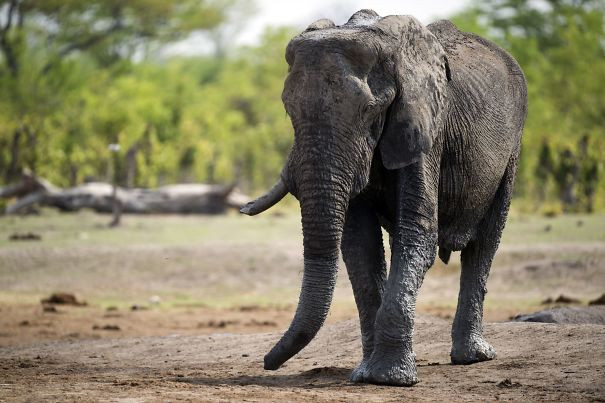 Η εκδίκηση των ελεφάντων