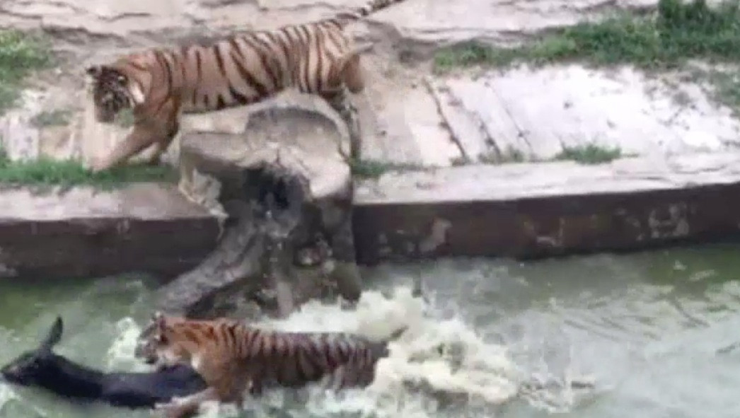 Κίνα: Τάισαν ζωντανό γάιδαρο σε τίγρεις σε ζωολογικό κήπο [ΒΙΝΤΕΟ]