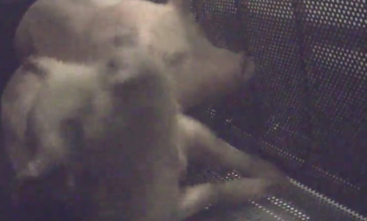 Παρίσι: Χοιροτροφείο βασανίζει γουρούνια με διοξείδιο του άνθρακα [ΒΙΝΤΕΟ]