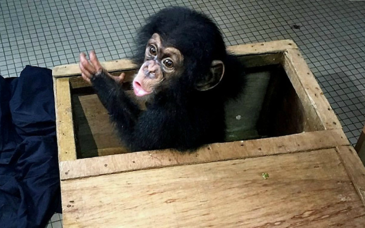 Το χρυσό λαθρεμπόριο των μωρών χιμπατζίδων που πωλούνται ως κατοικίδια [Βίντεο]