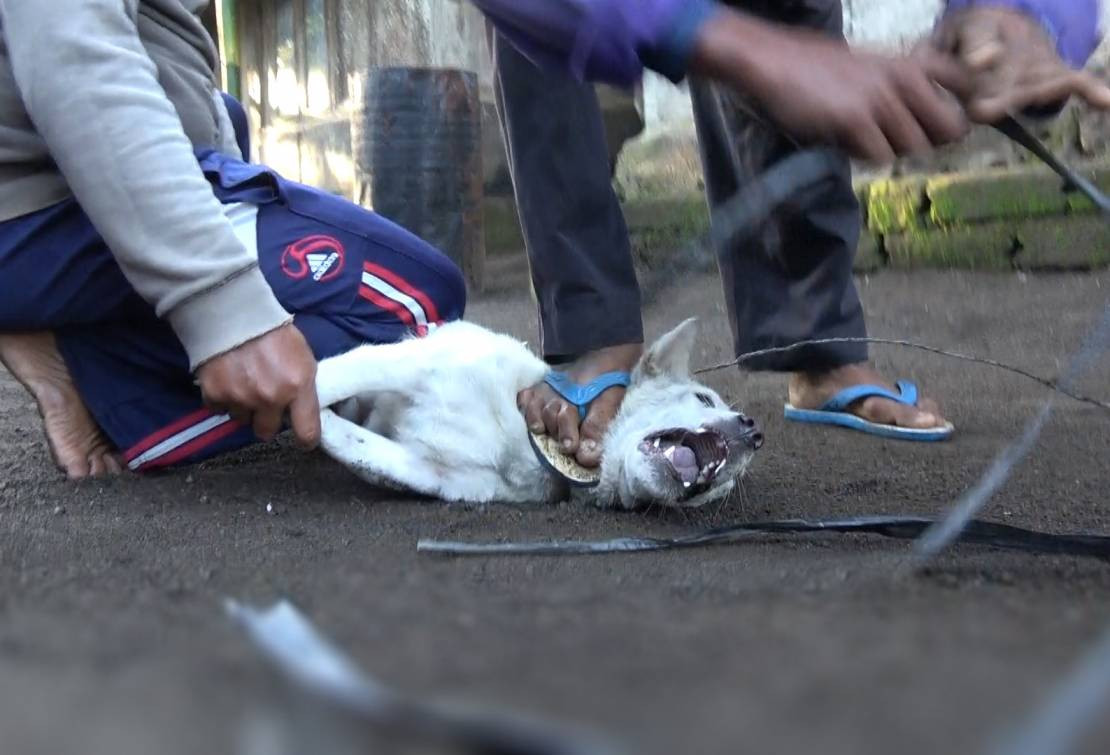 Μπαλί: Άγριος βασανισμός σκύλων πριν θανατωθούν και μπουν στο πιάτο των τουριστών