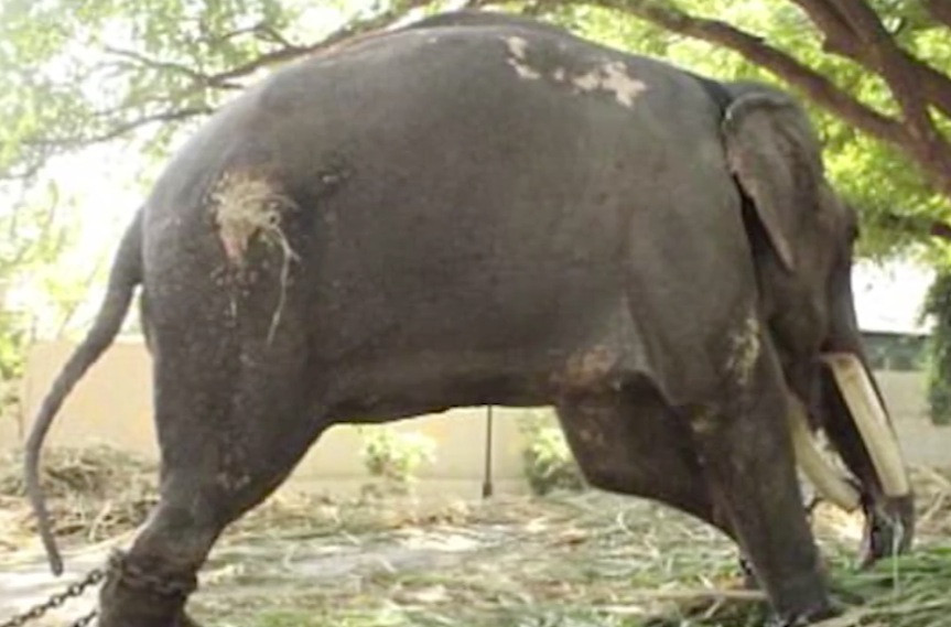 Ελέφαντας περπατά χωρίς αλυσίδες μετά από 50 χρόνια! [ΒΙΝΤΕΟ]